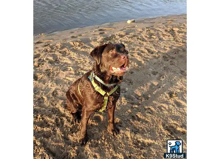 a labrador retriever dog sitting on a beach